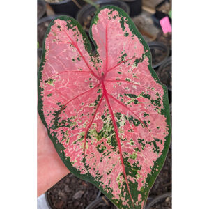 5 Thai Beauty Caladium Bulbs Big Leaves Easy To Grow Rare Arum Pink Symphony